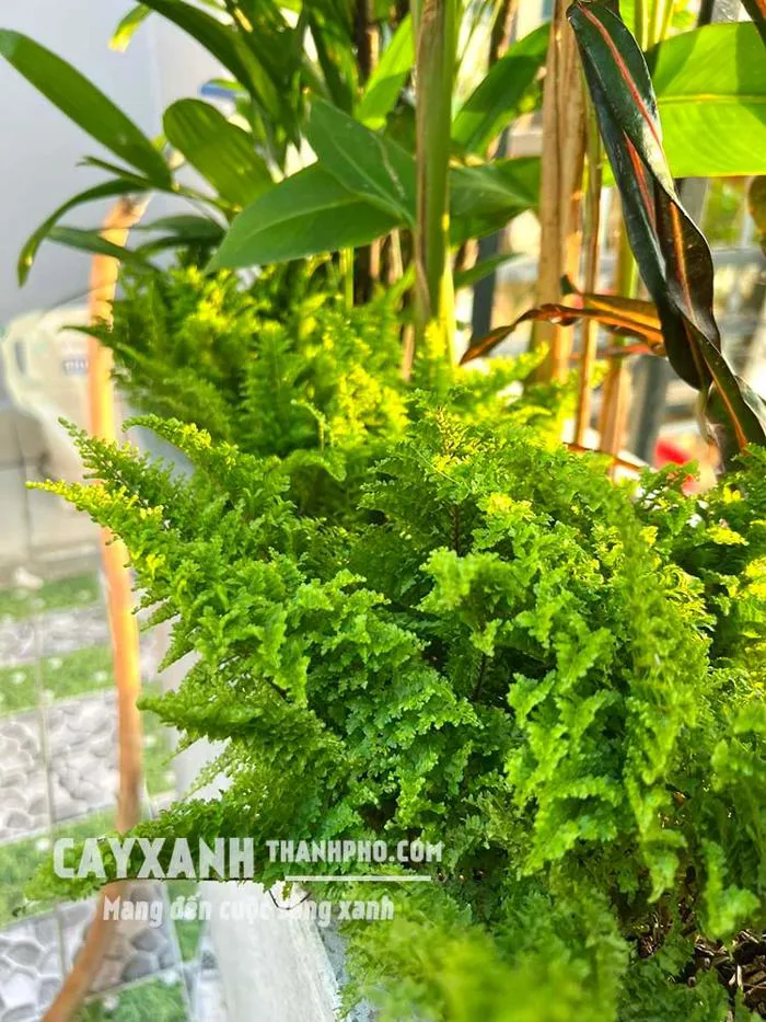 Cây Dương xỉ ưa bóng mát - Tác dụng, Giá và Cách trồng, chăm sóc