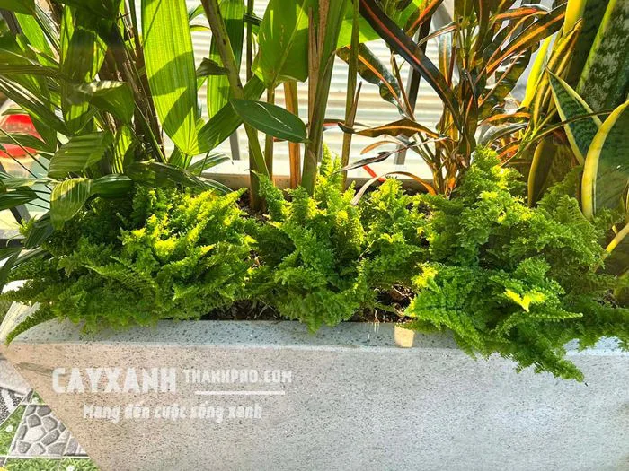 Cây Dương xỉ ưa bóng mát - Tác dụng, Giá và Cách trồng, chăm sóc