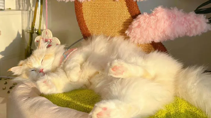 35+ Ảnh Mèo Cute Đáng Yêu Đến Mức Muốn “Bắt Về Nuôi” Ngay Lập Tức - Nâng  tầm bài thuyết trình với Hình Nền Powerpoint Đẹp!