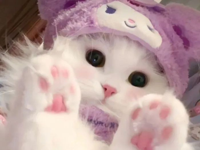 32+ hình ảnh mèo cute ngộ nghĩnh siêu đáng yêu làm avatar