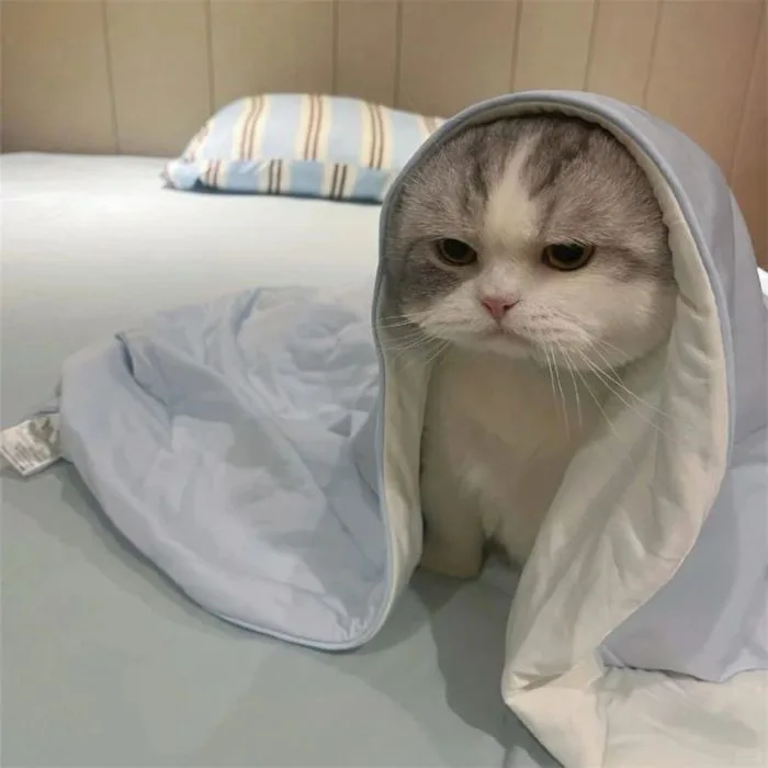 35+ Ảnh Mèo Cute Đáng Yêu Đến Mức Muốn “Bắt Về Nuôi” Ngay Lập Tức - Nâng  tầm bài thuyết trình với Hình Nền Powerpoint Đẹp!