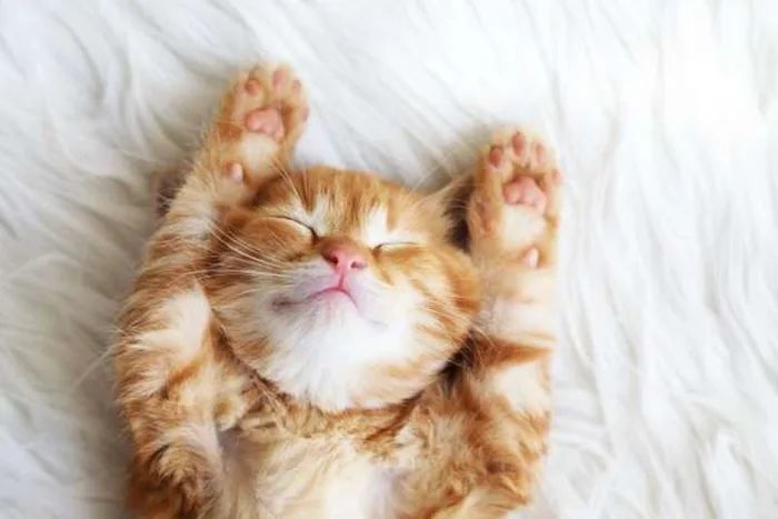 Ảnh siêu đáng yêu của những bé mèo