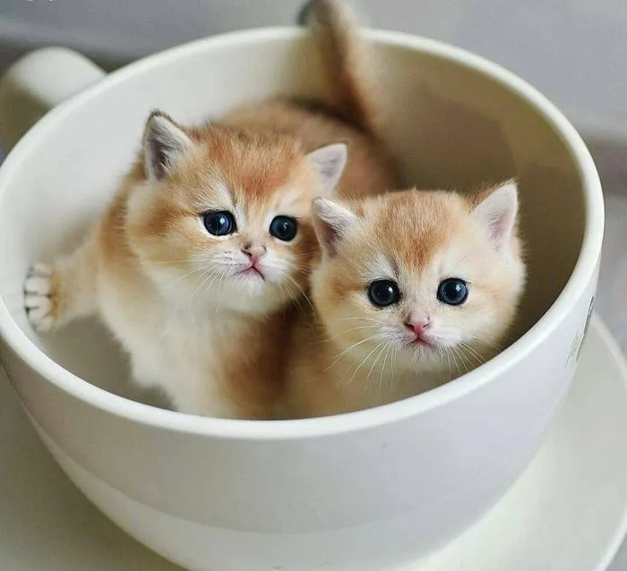 Hình đại diện mèo xinh xắn và dễ thương