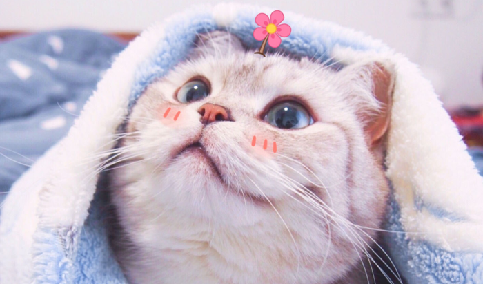 Top 200+ ảnh mèo siêu cute, đáng yêu, ngầu nhất 2025