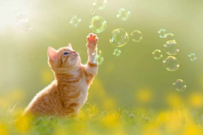 Ảnh siêu đáng yêu của những bé mèo