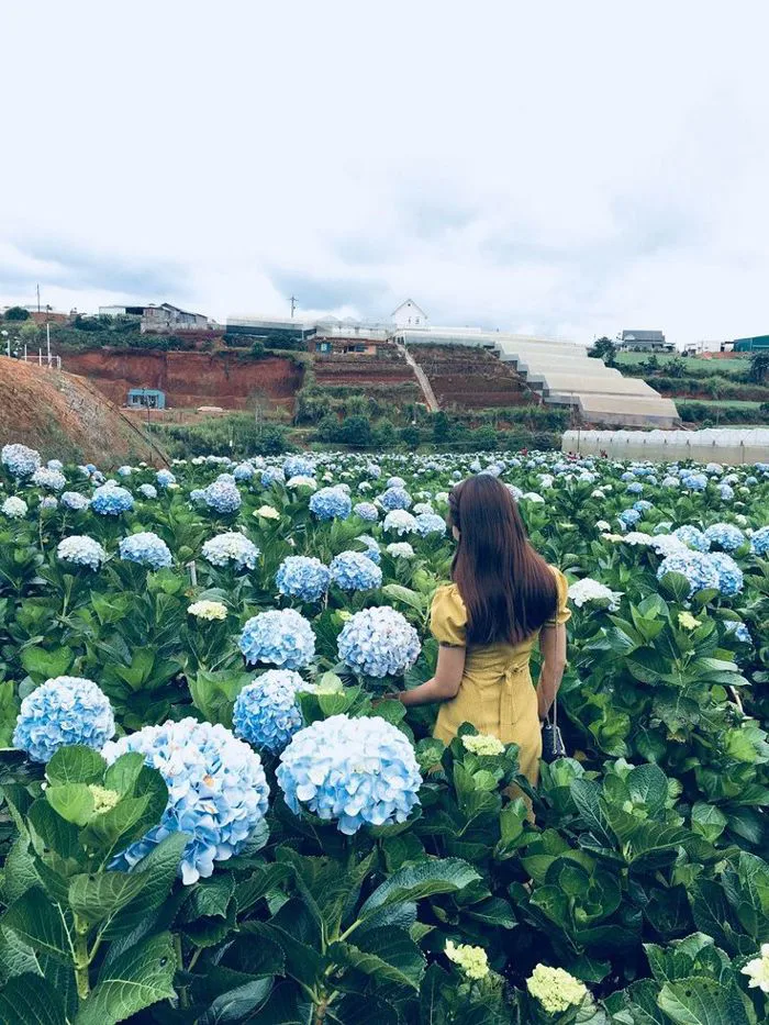 Mẹo chụp ảnh phong cảnh | Dalat vietnam, Chụp ảnh ngược sáng, Đà lạt đẹp