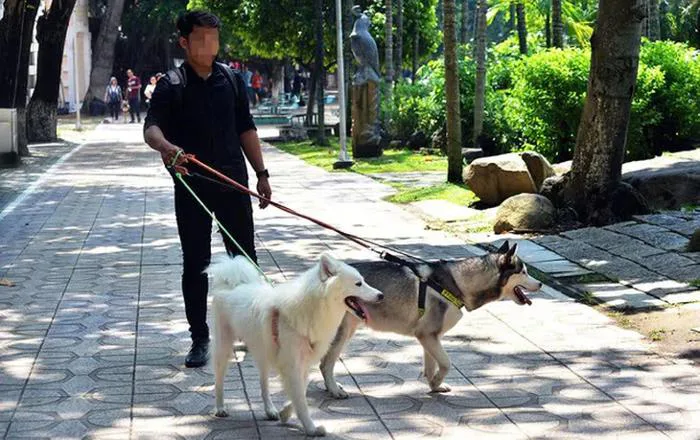 Ca tử vong do bệnh dại ở TP.HCM tăng, áp lực phơi nhiễm trong cộng đồng ở  mức cao - Tuổi Trẻ Online