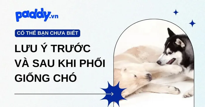 Cần biết gì khi phối giống chó? Lưu ý trước và sau khi phối | Paddy.vn