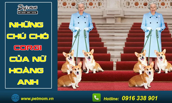 Những chú Chó Corgi của Nữ Hoàng Anh là Dookie, Susan - Dogsmom