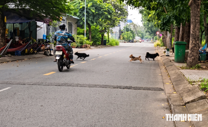Chó vẫn thả rông khắp khu dân cư Cát Lái, có bé gái bị rượt vào tận nhà sách
