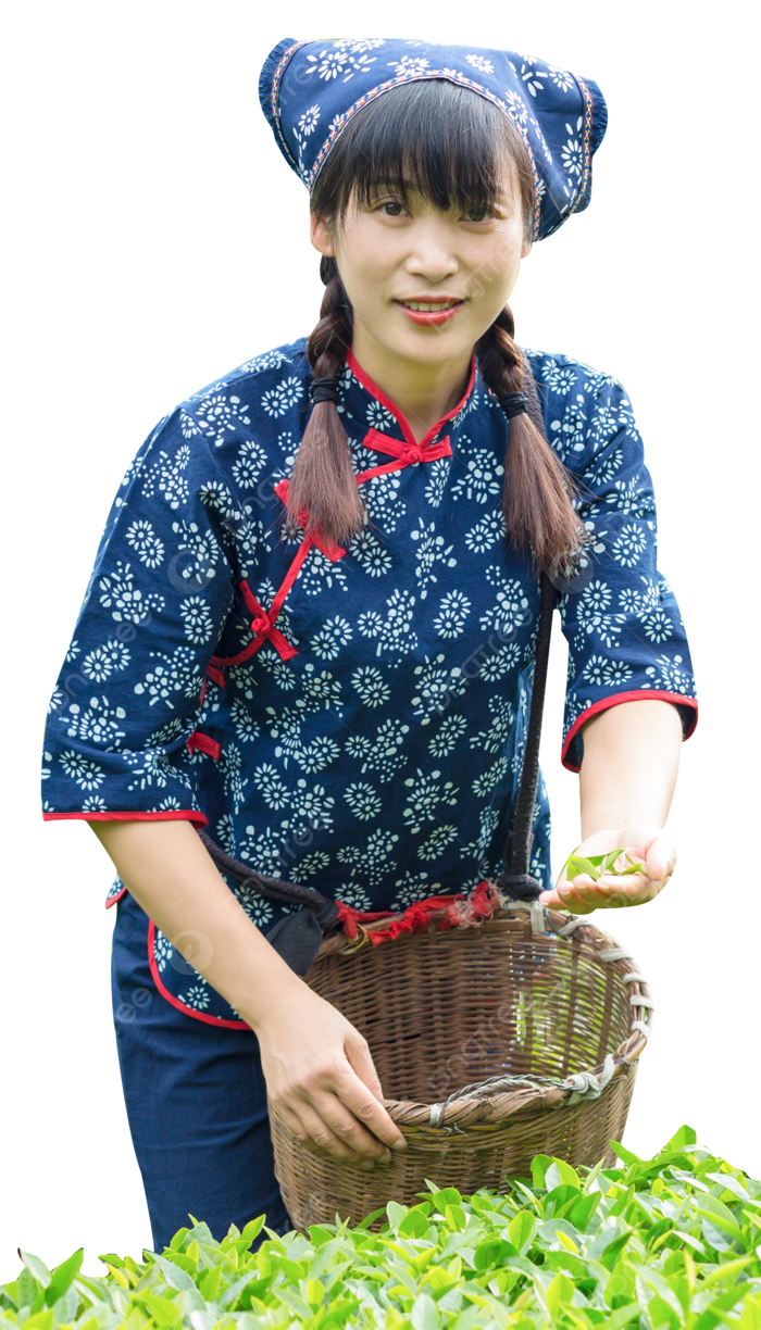 Hình ảnh Cô Gái Làng Hái Trà Trong Vườn Trà PNG , Ngã, Vườn Trà, Trà PNG  trong suốt và Vector để tải xuống miễn phí