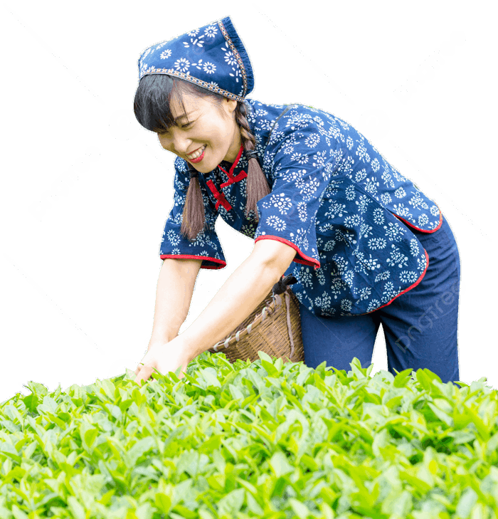 Hình ảnh Người Phụ Nữ Hái Trà đang Hái Trà PNG , Vườn Trà, Trà, Hái Trà PNG  trong suốt và Vector để tải xuống miễn phí