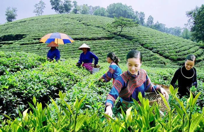 CHÈ THÁI GÁI TUYÊN – BẠN ĐÃ TỪNG NGHE TỚI?