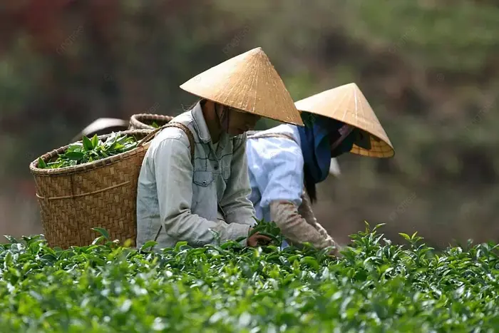 Thưởng Thức Người Hái Trà Thu Hoạch Trà ở Việt Nam Với Lá Trà Và Giỏ Hình  Chụp Và Hình ảnh Để Tải Về Miễn Phí - Pngtree