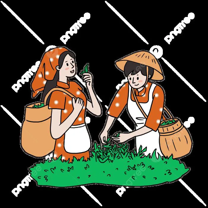 Hình ảnh Những Người Hái Trà đang Hái Trà Xanh Trong Một Vườn Trà PNG ,  Vườn Trà, Hái Trà, Trà Xanh PNG miễn phí tải tập tin PSDComment và Vector