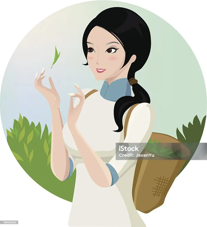 Cô Gái Hái Trà Hình minh họa Sẵn có - Tải xuống Hình ảnh Ngay bây giờ -  Châu Á, Chè - Chi Trà, Chín - Phương pháp nấu nướng - iStock
