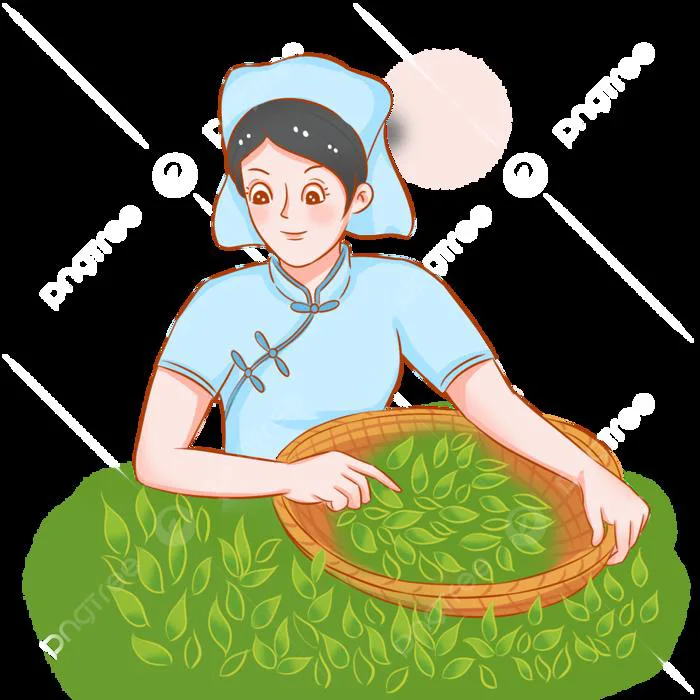 Hình ảnh Cô Gái Hái Trà PNG , Người Hái Trà, Con Gái, Hái Trà PNG miễn phí  tải tập tin PSDComment và Vector