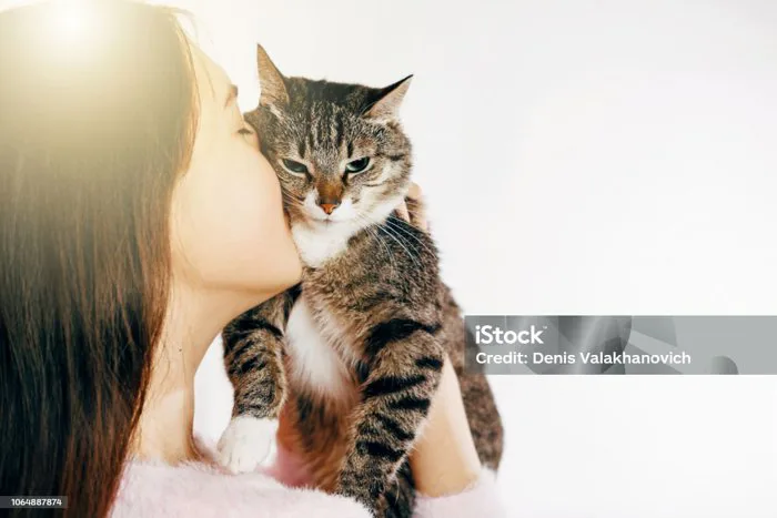 Cô Gái Hôn Một Con Mèo Xinh Đẹp Cô Gái Xinh Đẹp Ôm Một Con Mèo Cô Gái Cầm  Một Con Mèo Hình Ảnh Dịu Dàng Của Một Con Mèo Xinh Đẹp