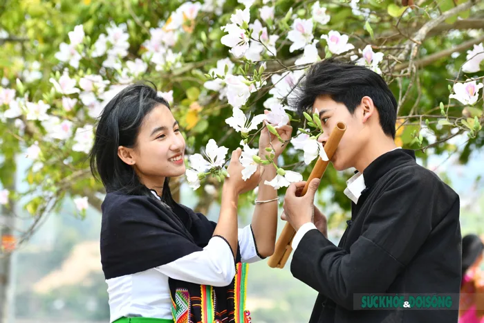 Thiếu nữ Thái ở Điện Biên dịu dàng giữa rừng hoa ban tuyệt đẹp