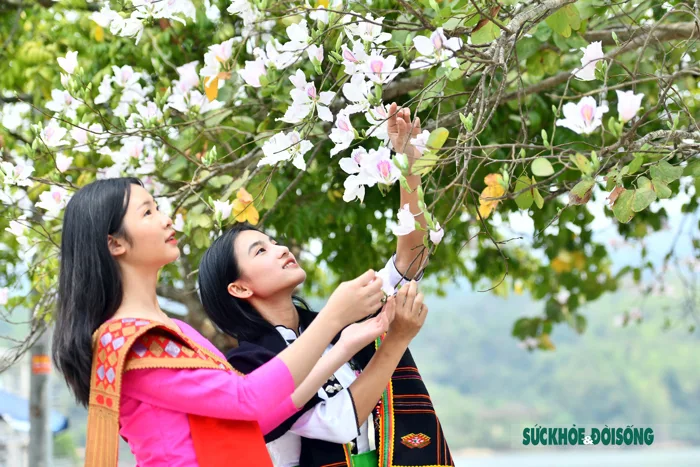Thiếu nữ Thái ở Điện Biên dịu dàng giữa rừng hoa ban tuyệt đẹp
