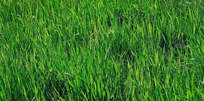 Thảm Cỏ Xanh Mướt Trong Một Khu Vườn Tươi Trẻ Và Hình ảnh Để Tải Về Miễn  Phí - Pngtree