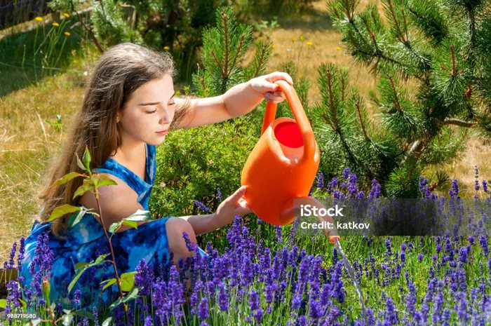 Cô Gái Xinh Đẹp Tưới Cây Trong Vườn Hình ảnh Sẵn có - Tải xuống Hình ảnh  Ngay bây giờ - Ban ngày, Chân dung - Hình ảnh, Chăm sóc - iStock