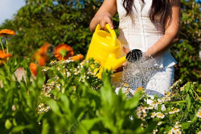 Làm Vườn Vào Mùa Hè Người Phụ Nữ Tưới Hoa Xinh đẹp Hạnh Phúc đầy Nắng Hình  Chụp Và Hình ảnh Để Tải Về Miễn Phí - Pngtree