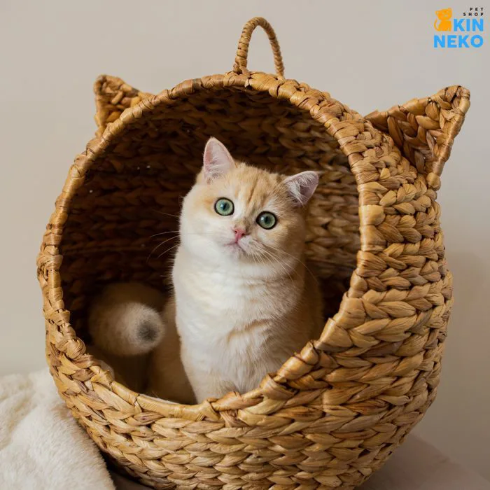 TRẠI MÈO | Kin Neko Petshop