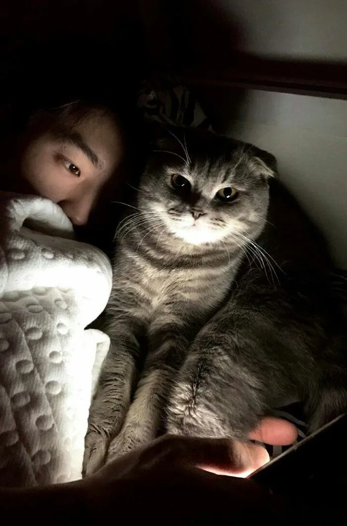 45 Mỹ nam và mèo ý tưởng | ulzzang, hình các cặp đôi, cặp đôi