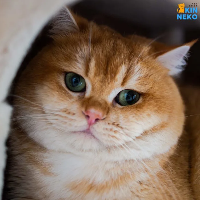 TRẠI MÈO | Kin Neko Petshop