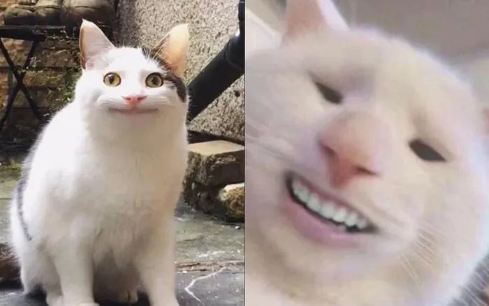 99 + Ngộ nghĩnh ảnh mèo cute khiến bạn 