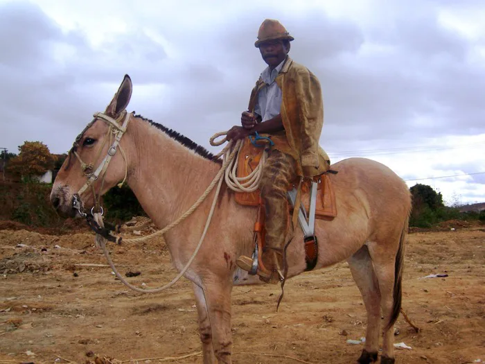hình ảnh : Trang trại, con ngựa, Củng cố, Sư tử, Cao bồi, Mare, Gaucho, Cưỡi  phương Tây, Môn cưỡi ngựa, Đóng gói động vật, Đi xe cưỡi, Ngựa như động vật