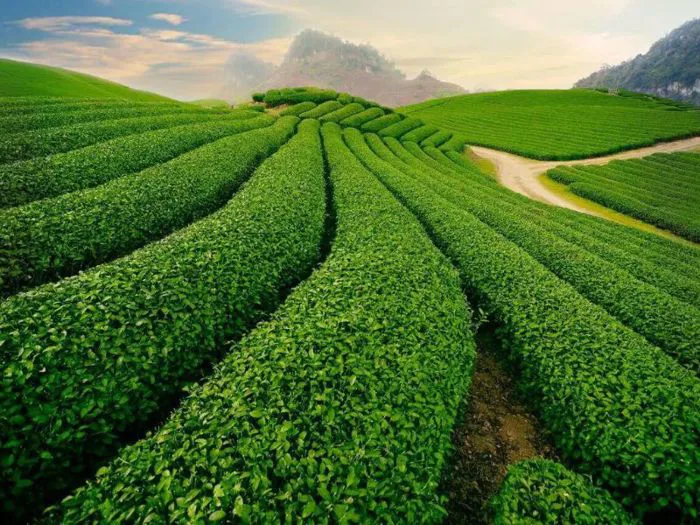 9 Nông Trại Đà Lạt View Đẹp Tha Hồ Sống Ảo – Gemination
