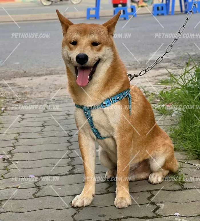 Chó Shiba Inu trưởng thành mã SB1208 - Pet House - Cửa hàng thú cưng và phụ  kiện