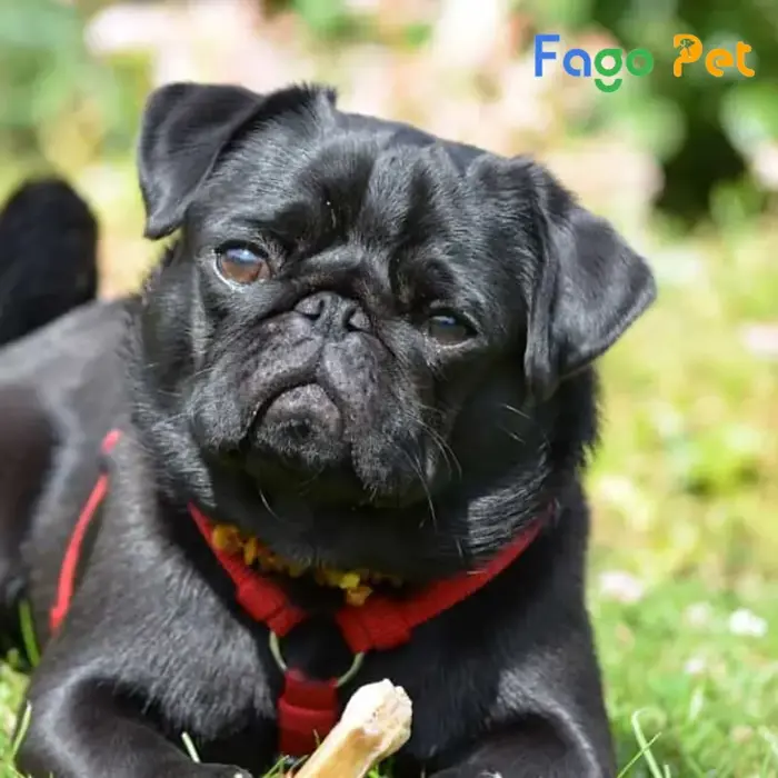 Bán Chó Pug Đen Đẹp, Giá Tốt Tại Fago Pet