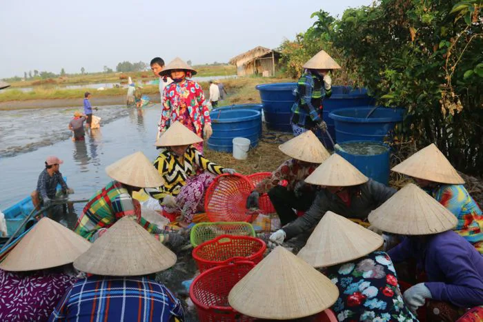 Nón lá - một ký hiệu của văn hóa Việt - Tin tức miền Tây