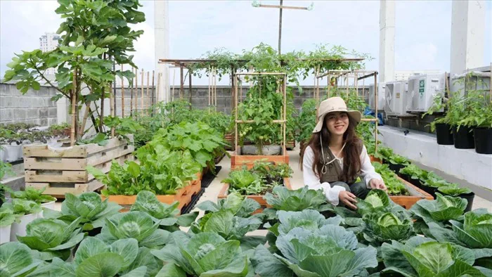 Ngắm vườn rau trên sân thượng đẹp như tranh của gia đình ở Đà Nẵng