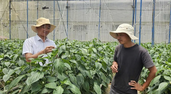 Vườn trồng ớt công nghệ cao ở một huyện nghèo của Lâm Đồng đẹp như phim,  trái chín đỏ cây