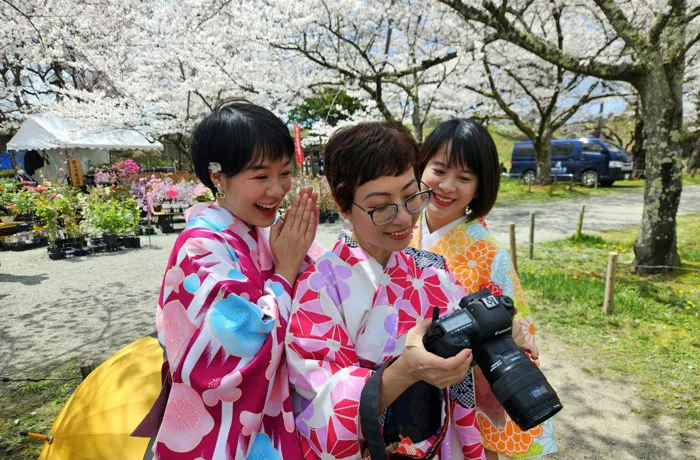 Khách Việt trải nghiệm mặc kimono, ngắm hoa anh đào ở Nhật Bản - Báo Người  Lao Động