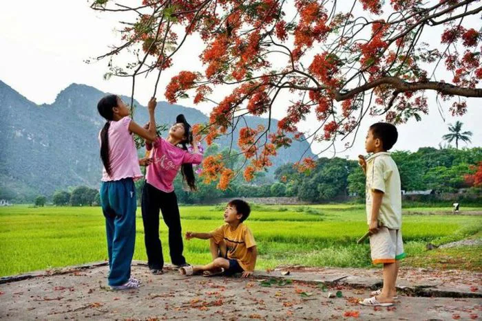 35+ Hình ảnh mùa hè tuyệt đẹp: Rực rỡ, cực sôi động!