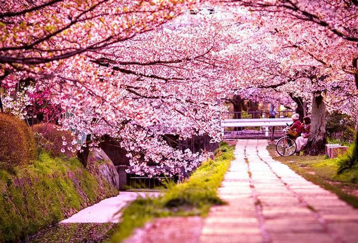 Tổng hợp hình ảnh mùa xuân đẹp nhất | Cherry blossom pathway, Nature  photography inspiration, Pink