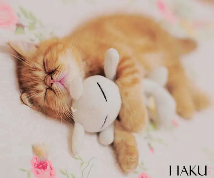 24 Hình ảnh Thú Cưng ôm Gấu Bông Làm Tan Chảy Trái Tim Bạn
