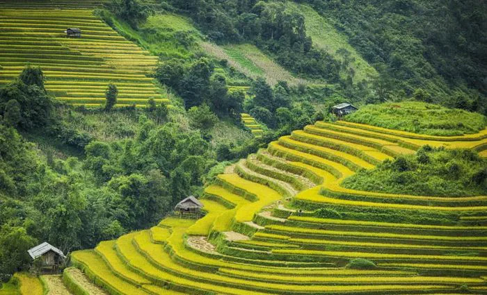 Trải nghiệm vẻ đẹp thiên nhiên của Tây Bắc với hoa mai anh đào - Mytour